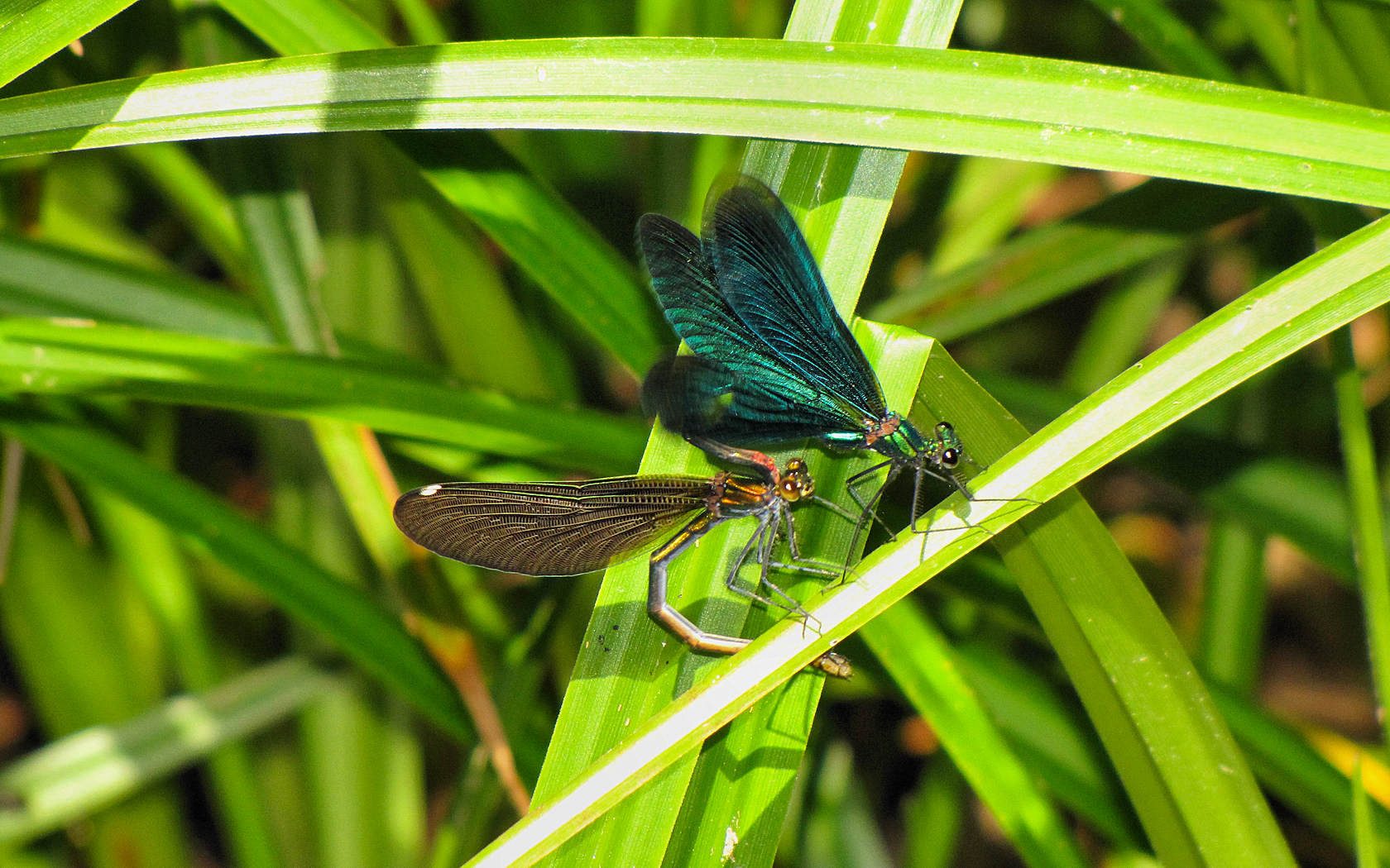 Calopteryx virgo in accoppiamento